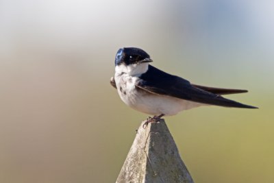 Golondrina chilena