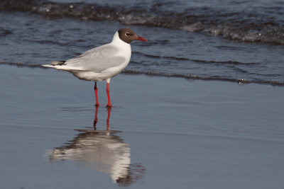 Gaviota chuil