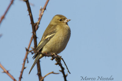 Chaffinch (Fringuello)