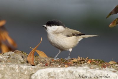 Marsh Tit (Cincia Bigia)