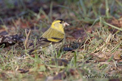 Siskin (Lucherino)