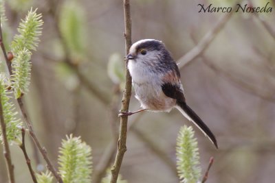 Long-Tailed Tit (Codibugnolo)