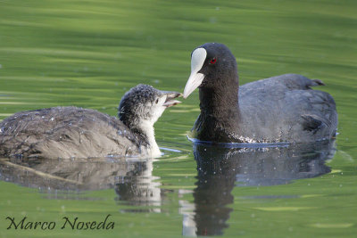 Rails Crakes Coots