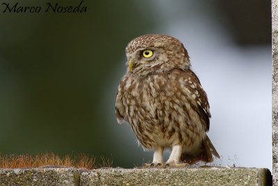 Little Owl (Civetta)