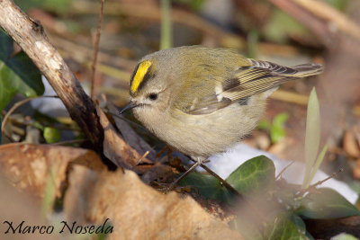 Goldcrest (Regolo)