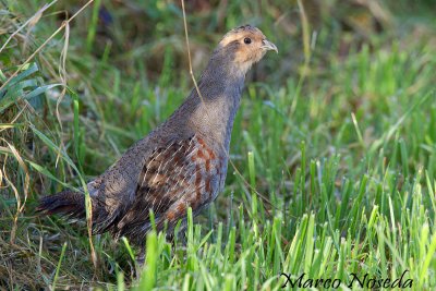 Partridges Pheasants