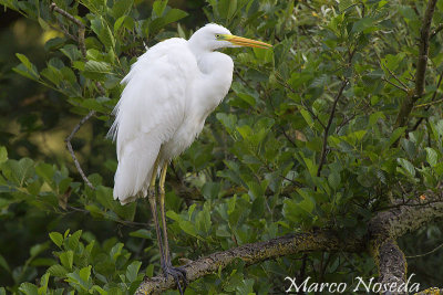 Great Egret (Airone Bianco Maggiore)