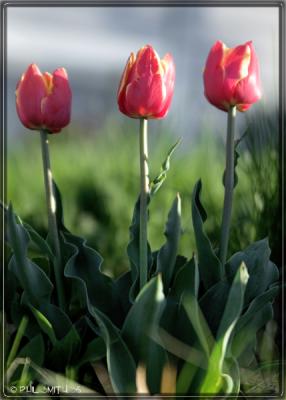 Tulips