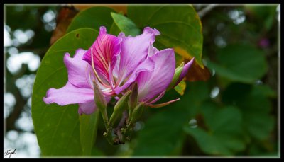 Mauricio_1846-w.jpg