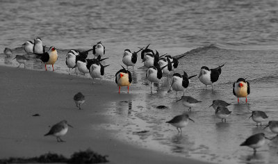 Sea Birds - SC.jpg