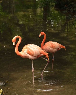 691-Flamingos.jpg