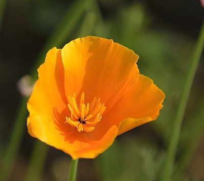 1085-Poppy.jpg