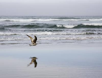 KY1U8184_seagull.jpg