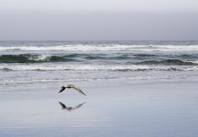 KY1U8186_seagull.jpg