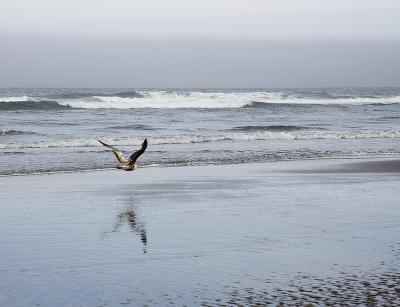 KY1U8201_seagull.jpg