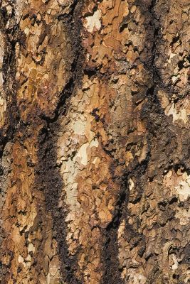 KY1U9051_Ponderosa Pine.jpg