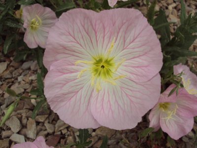 Evening Primrose