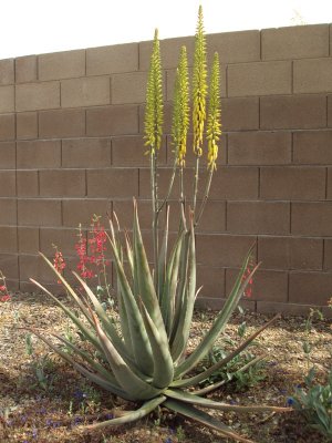 Dallas Aloe transplant