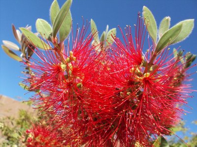 Bottle Brush Tree