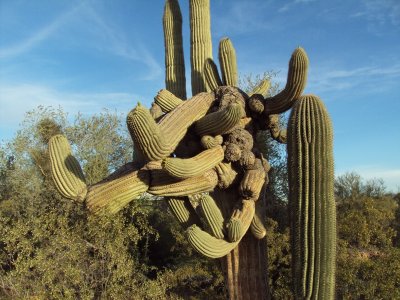 Kooky Cacti