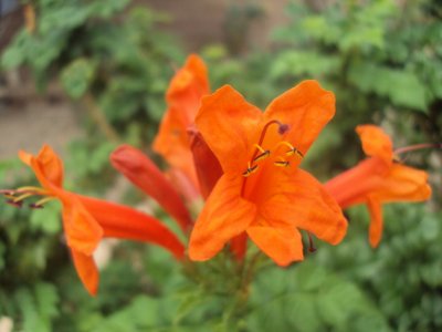 Cape Honeysuckle