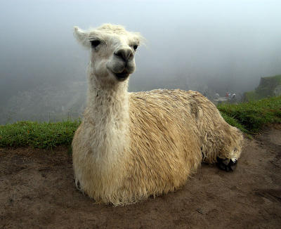 Llama