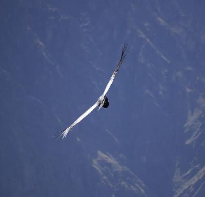 Condors