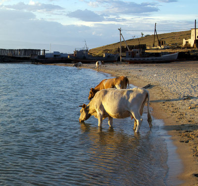 Cows