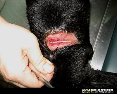 䭷]J@ֵAĤGѶQϴeAӳQڤͤH{i / Rescued wounded dog(Adpoted by my friend!)
