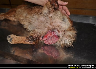 iϴ]¡Q{i^ / Rescued canine transmissible venereal tumor]CTVT^dog  / Adpoted by my friend!j