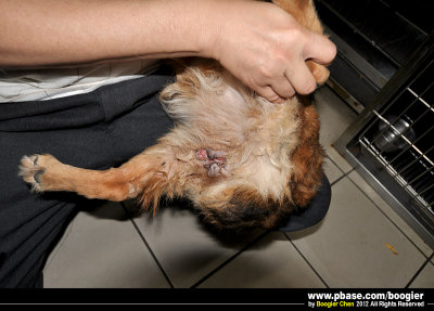 【救援蔡花黃狗(痊癒後被認養) / Rescued canine transmissible venereal tumor(CTVT)dog / Adpoted by my friend!】
