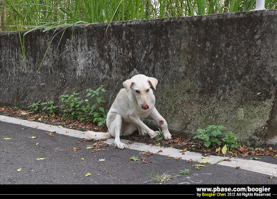 iϴD~h쪺A¡a / Rescued a leg-Injury dogj