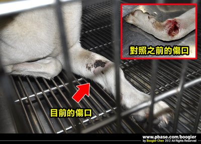【救援遭捕獸鋏夾到的狗,痊癒後原地野放 / Rescued a leg-Injury dog】