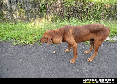 iϴV~Fj / Rescued a dog has a tumor on his neckj