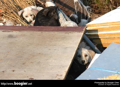 g4/66/374766/3/52258056.DSC_0618.jpg