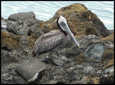 Pelican of the week