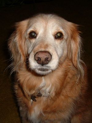 Sandy Dog   -   1993 to 2006    -   We'll Miss You