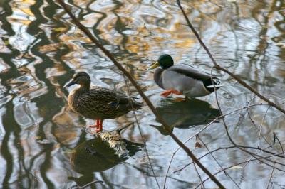dipping a webbed foot in water