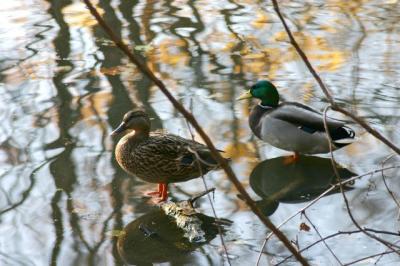 swirled refections and ducks