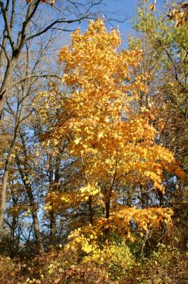 golden tree, blue sky