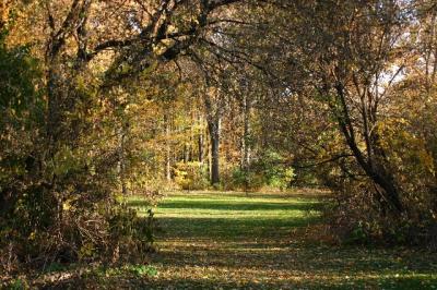 path from the meadow