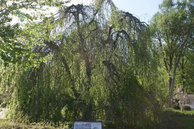 weeping birch in spring