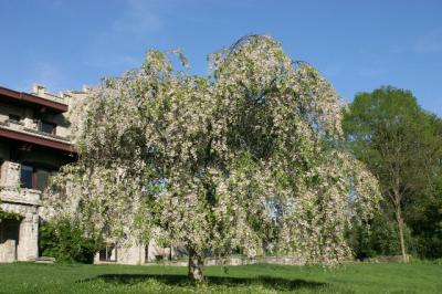 tree from bank