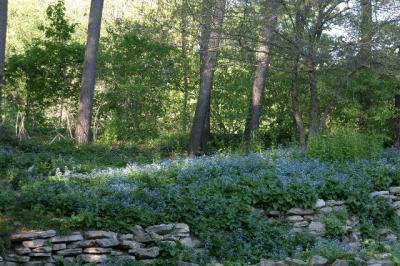 rock garden