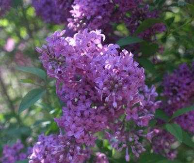 purple lilac