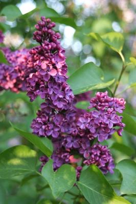 red-violet lilac