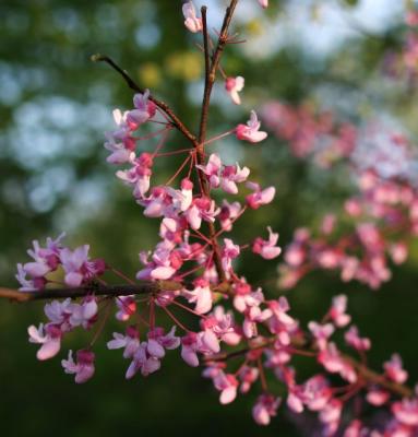 more blossoms