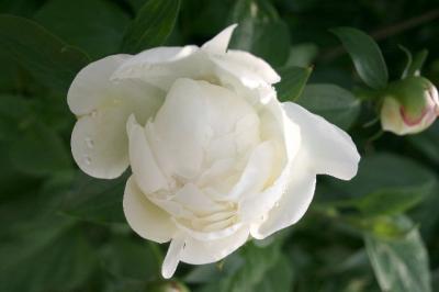 May30th budding peony