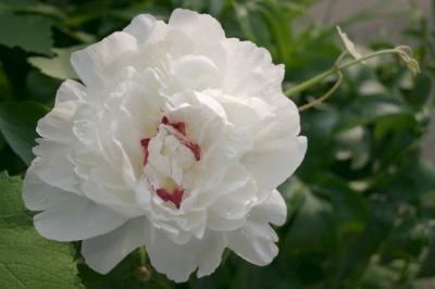 peony and grapevine1