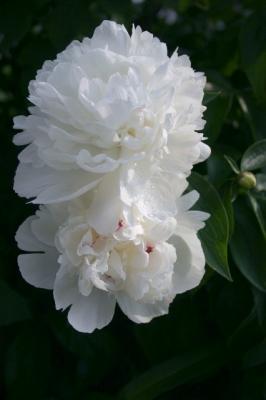 peony duo2